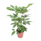 Actinallalla Sallfler 'shoe' | [P24-H100]