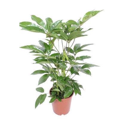 Kamerplant Schefflera Actinophylla 'amate' potmaat 24 cm