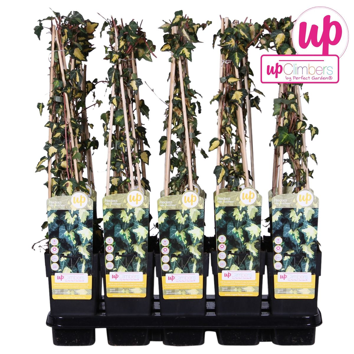Klimop Hedera Helix Goldheart Ø15cm ↕65cm