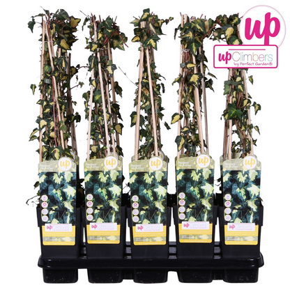 Klimop Hedera Helix Goldheart Ø15cm ↕65cm