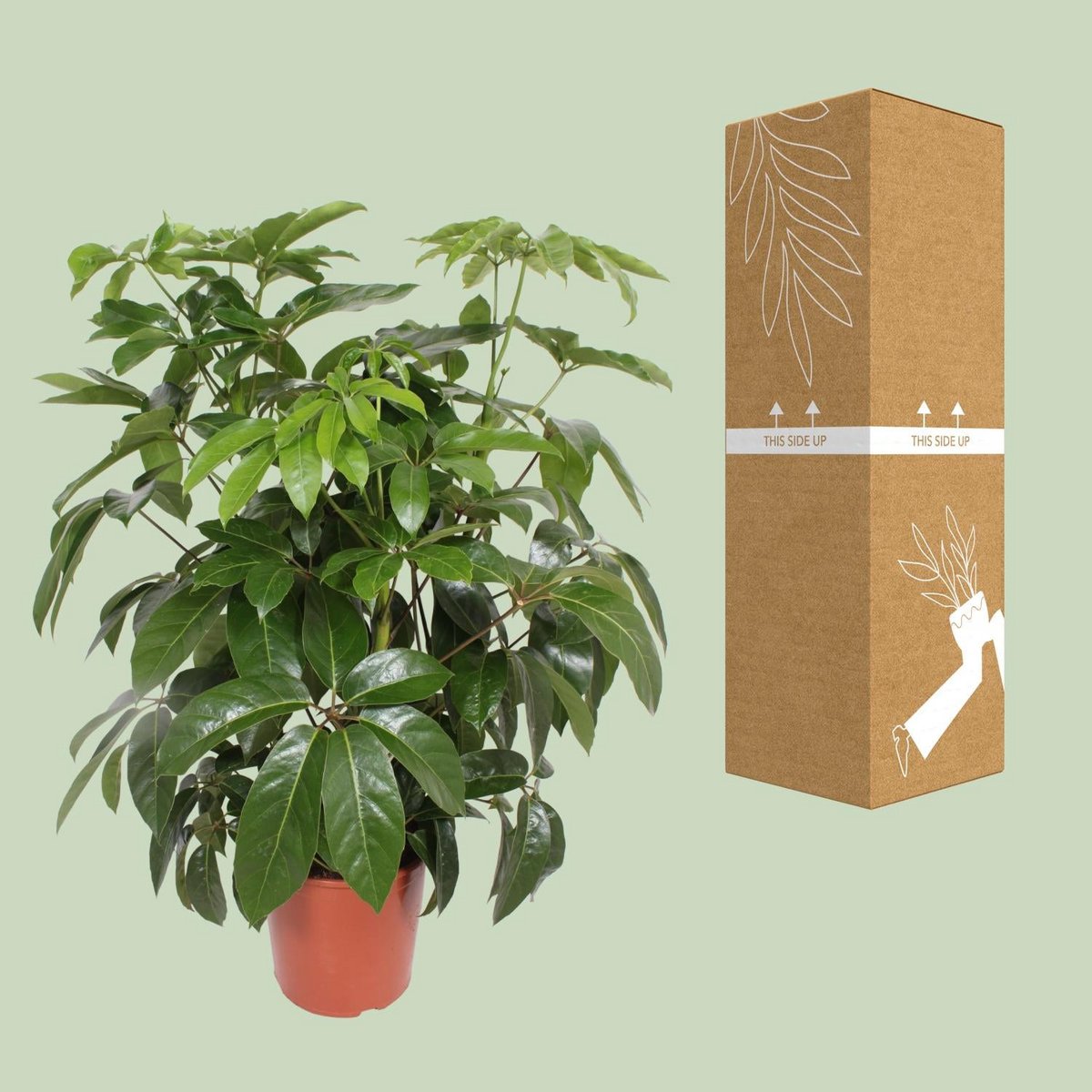 Actinallla Schefflera Love Height 120 cm Pot 30 cm