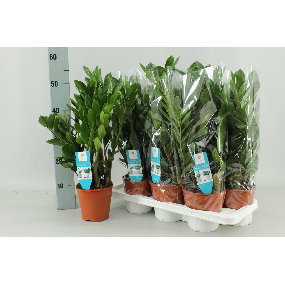 Zamioculcas plant Ø14cm ↕55cm