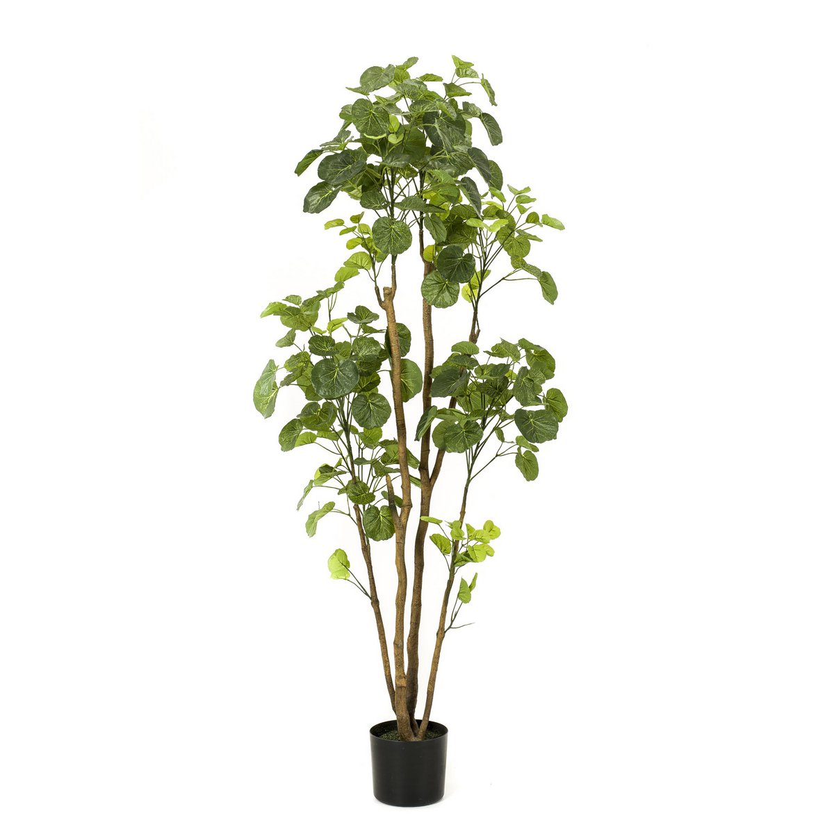 Kunstplant Polyscias Aralia 160 cm