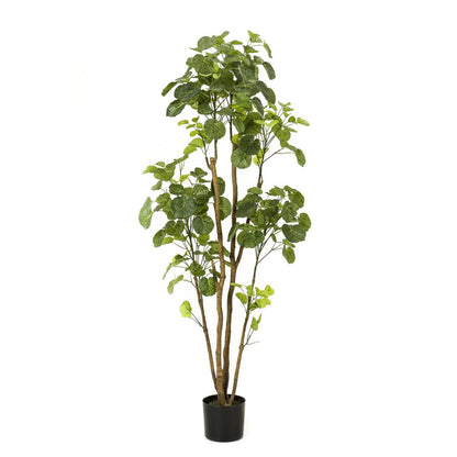 Kunstplant Polyscias Aralia 160 cm