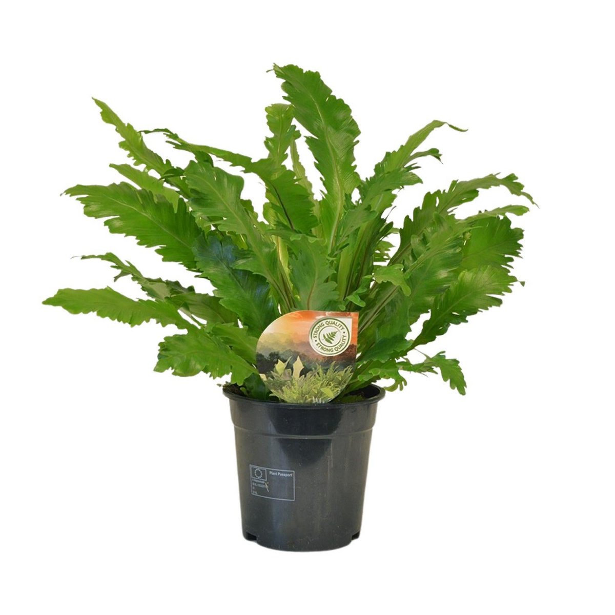 Asplenium campio - Ø17cm - ↕50 cm