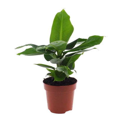 Bananenboom Musa Oriental Dwarf Ø12cm 35cm