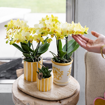Yellow Ceramic Decorative Pot with Stripe - Ø9 cm
