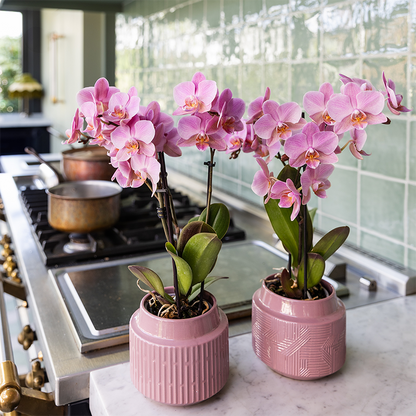 Set van 2 Oudroze Phalaenopsis Orchideeën | Bloeiende Kamerplanten Ø9cm