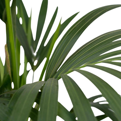 Howea Forsteriana | [P19-H100]