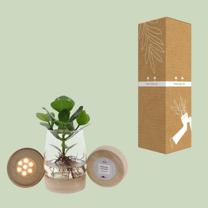 Kamerplant Clusia met LED in Kingston glas