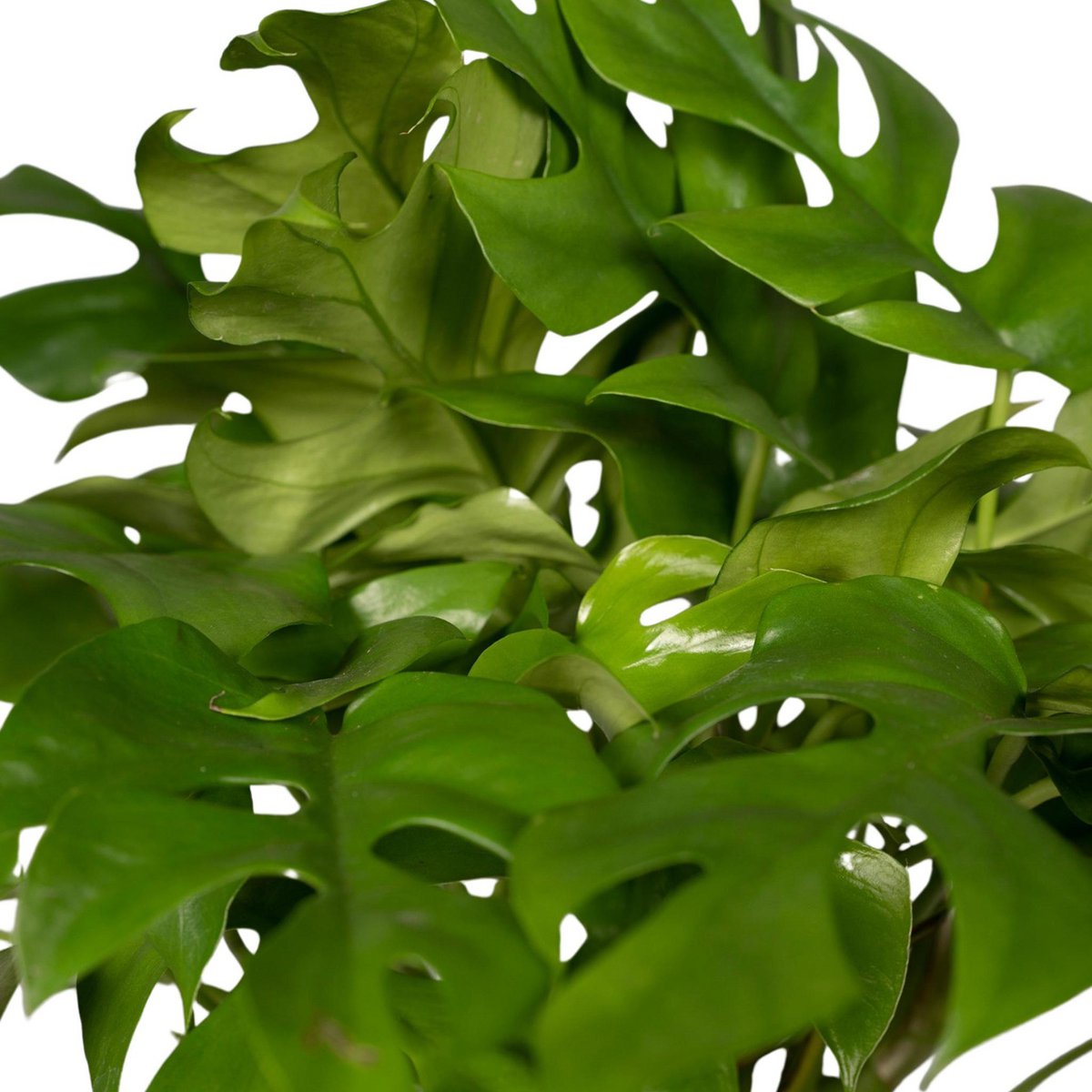 Monstera Minima plant Ø15cm 25cm