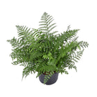 Asplenium Parvati kamerplant