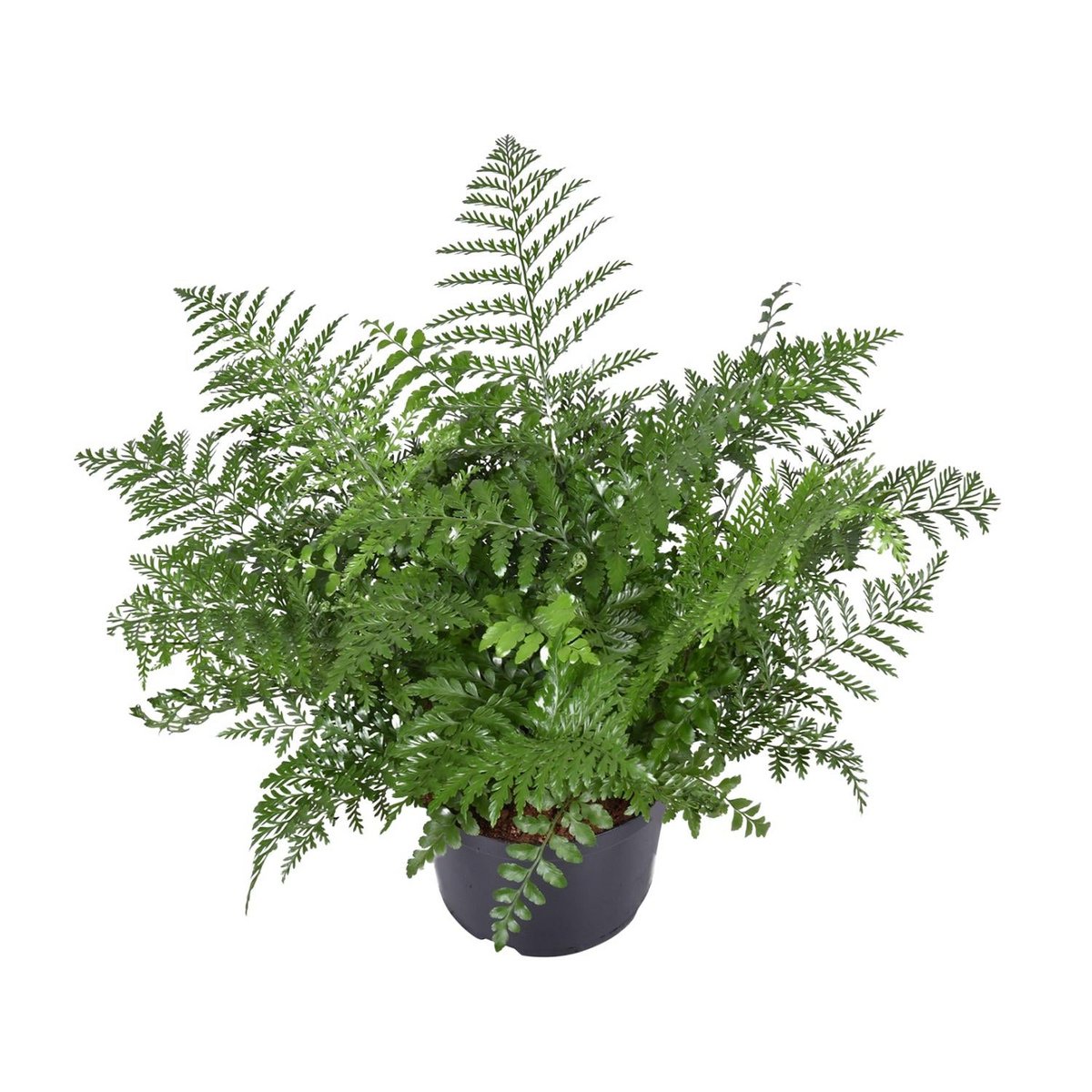 Asplenium Parvati kamerplant