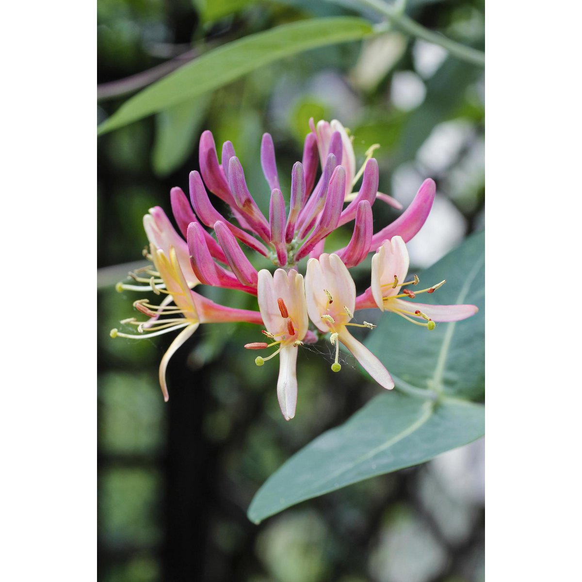 Klimplant Lonicera periclymenum Belgica Ø15cm 65cm