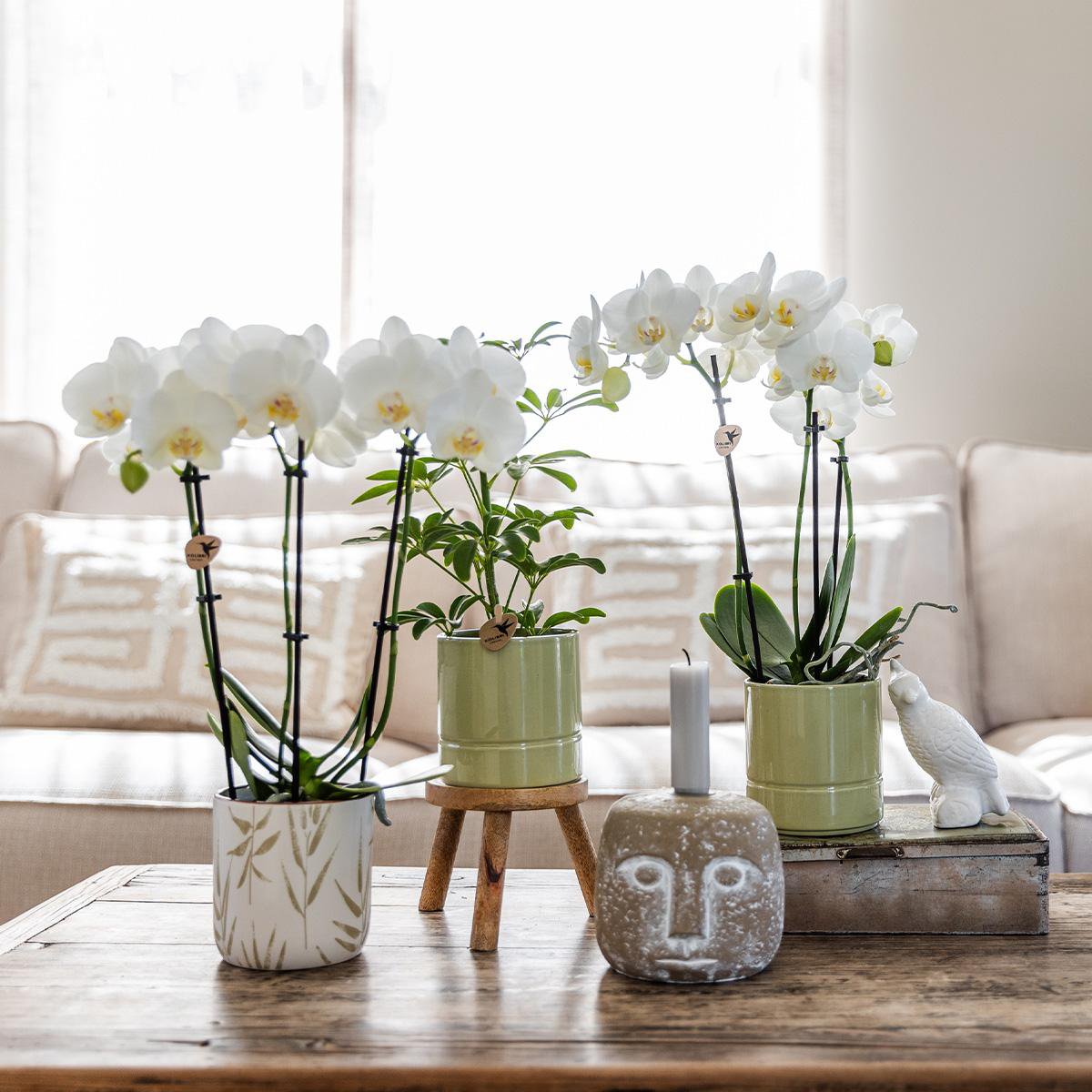 Witte Phalaenopsis orchidee Amabilis met groene pastel bloempot (Ø9cm)
