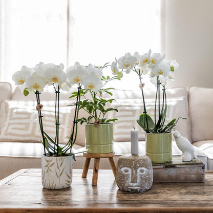 Witte Phalaenopsis orchidee Amabilis met groene pastel bloempot (Ø9cm)