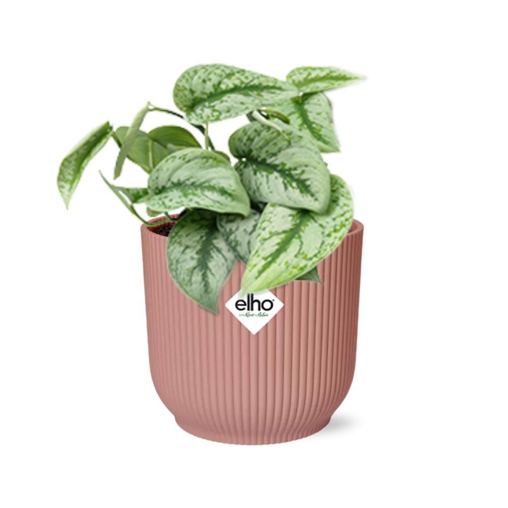 Scindapsus Trebie kamerplant 14 cm roze pot