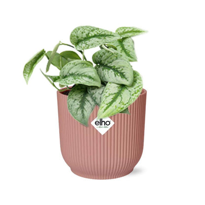 Scindapsus Trebie kamerplant 14 cm roze pot