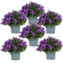 Campanula Addenda Bellflower Purple - Set of 6 - Pot size 12 cm