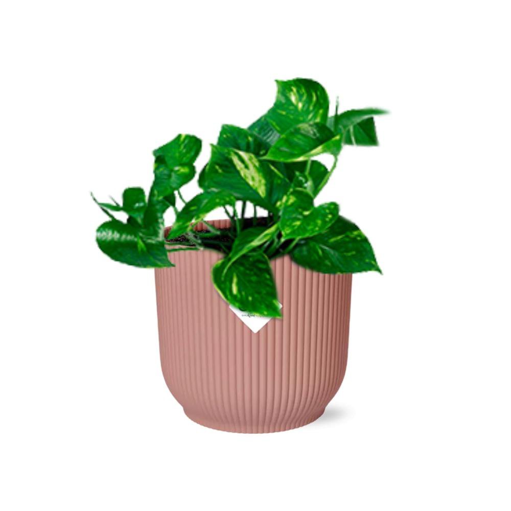 Epipremnum pinnatum 'orange' in elho vibes fold 14 cm pink