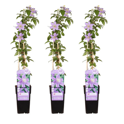 3x - Clematis Just - ↨65cm - Ø15