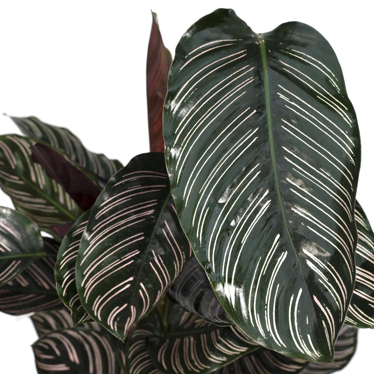 Kamerplant Calathea Ornata Ø19cm 75cm