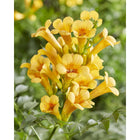 Trompetklimmer Campsis Summer Jazz Gold Trumpet 65cm Ø15cm