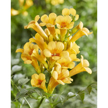 Trompetklimmer Campsis Summer Jazz Gold Trumpet 65cm Ø15cm