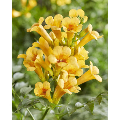 Trompetklimmer Campsis Summer Jazz Gold Trumpet 65cm Ø15cm