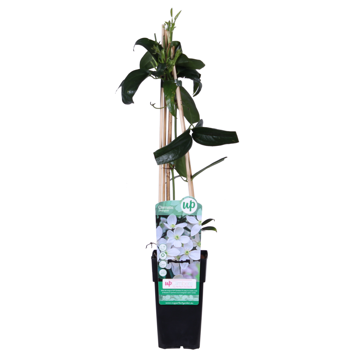 Clematis armandii groenblijvend wit Ø15cm ↕65cm