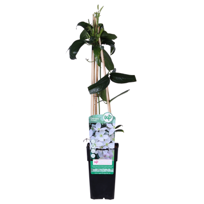 Clematis armandii groenblijvend wit Ø15cm ↕65cm