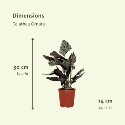 Calathea Ornata Pauwenplant 50cm ø14cm