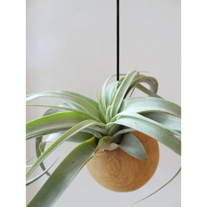 Hangbol licht eiken Ø10 cm