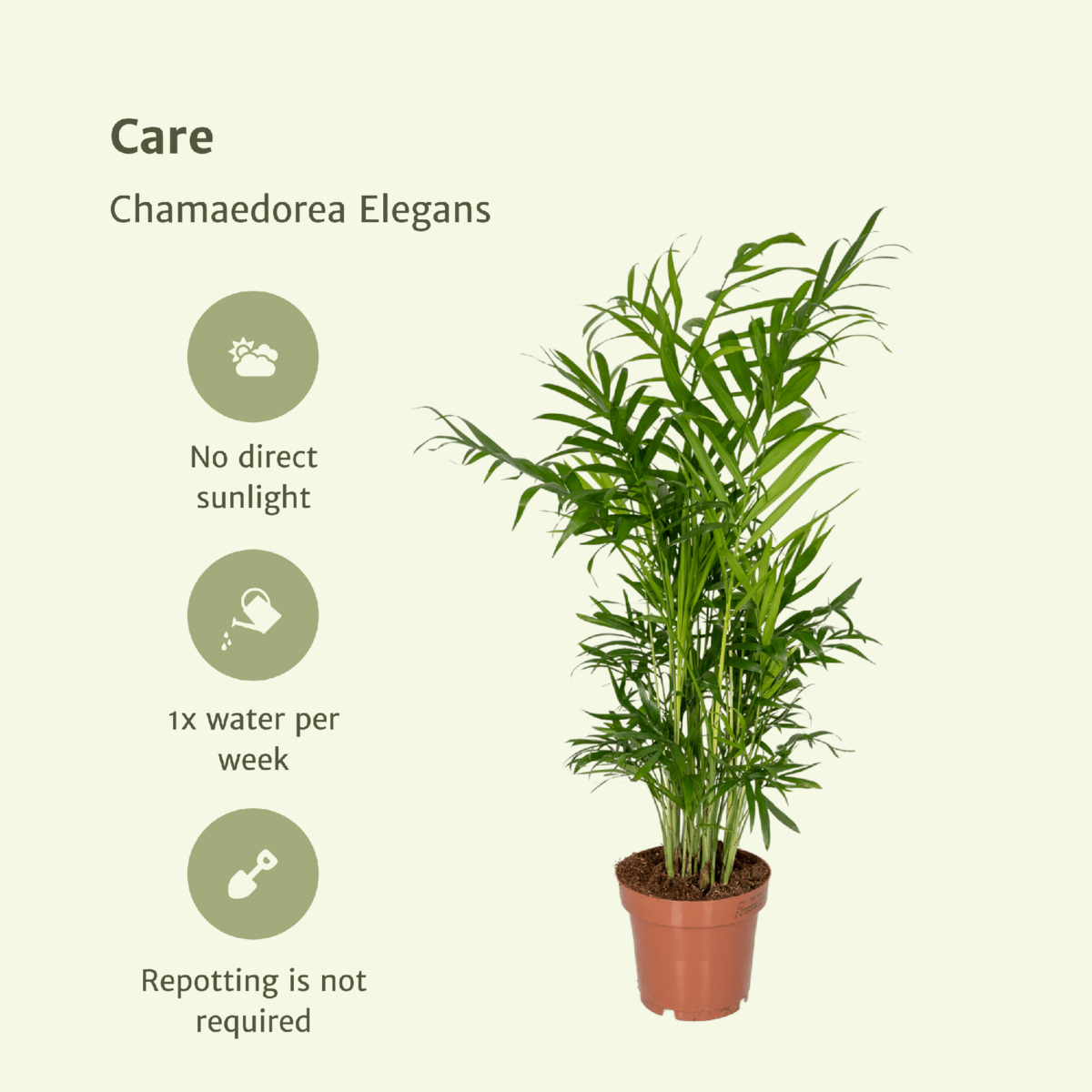 Chamaedorea Elegans (Parlor Palm) - 2 pieces - Ø12cm - ↕40cm