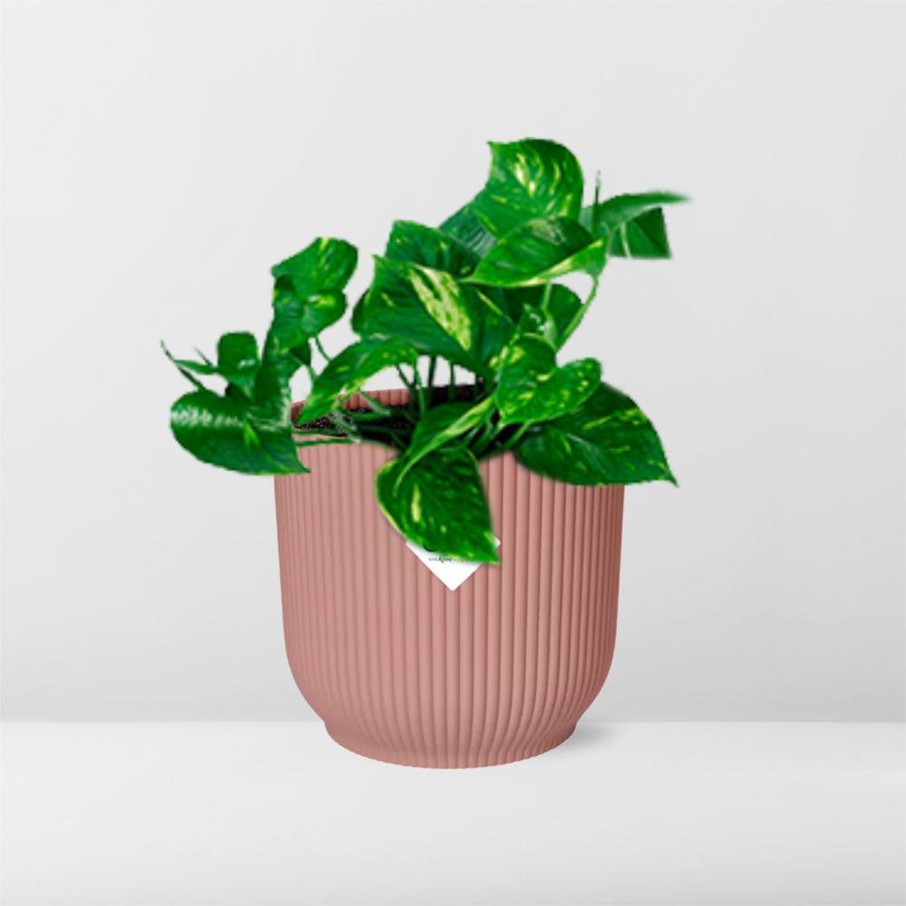 Epipremnum pinnatum 'orange' in elho vibes fold 14 cm pink