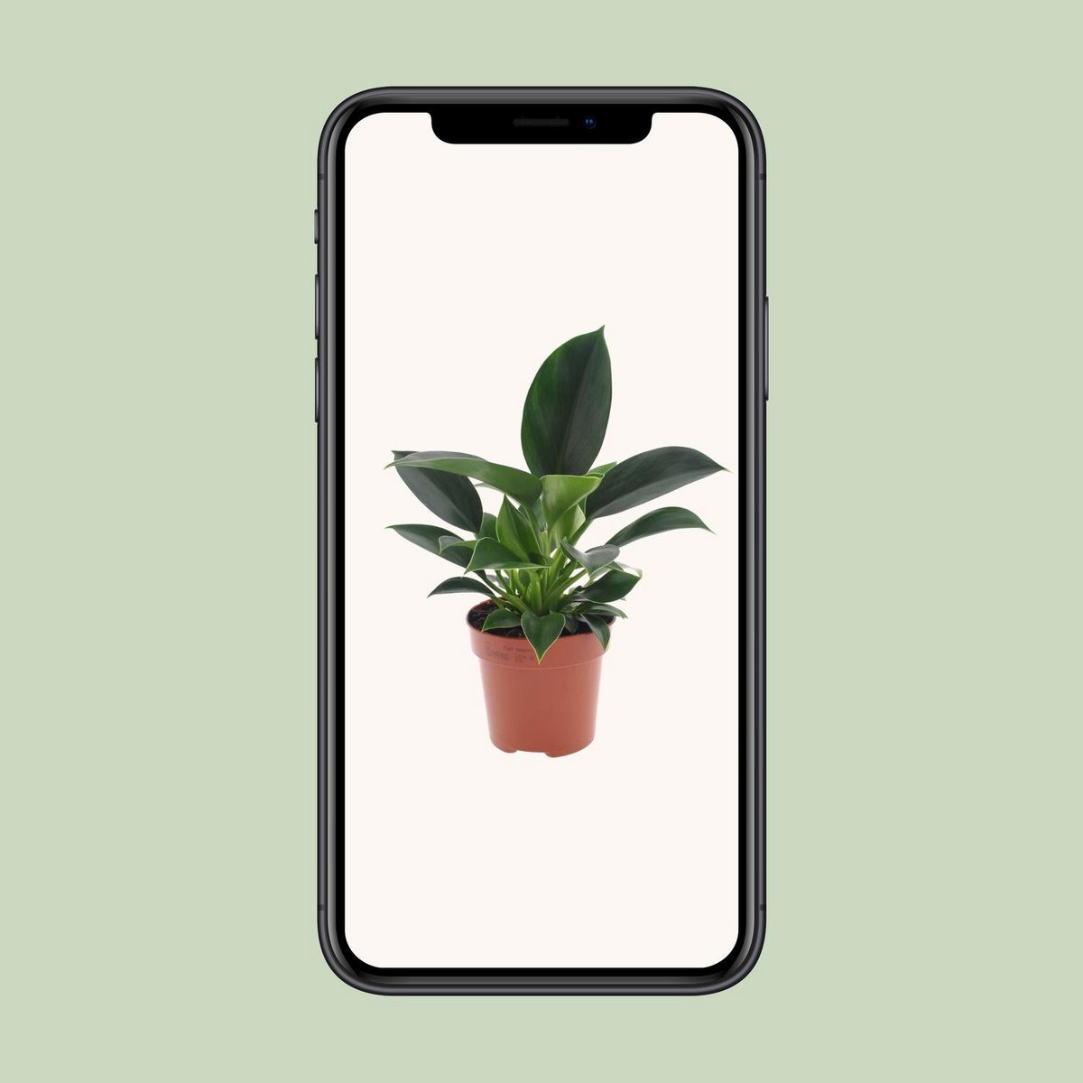 Philodendron Green Princess pot Ø12 cm