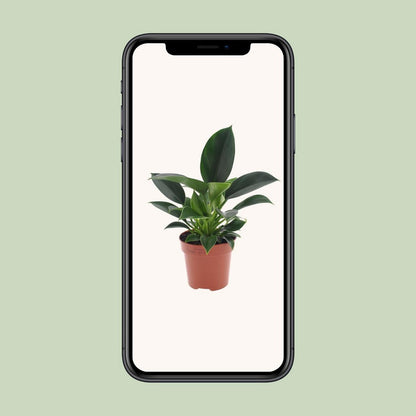 Philodendron Green Princess pot Ø12 cm