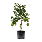 Citrus Lemon P22 H80 Compact Plant With Height 80 Cm
