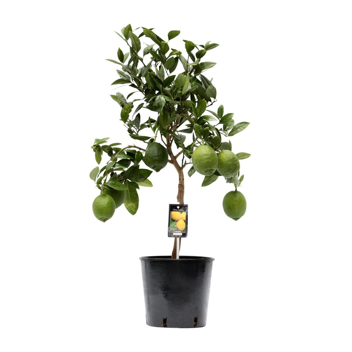 Citroenboom 80 cm
