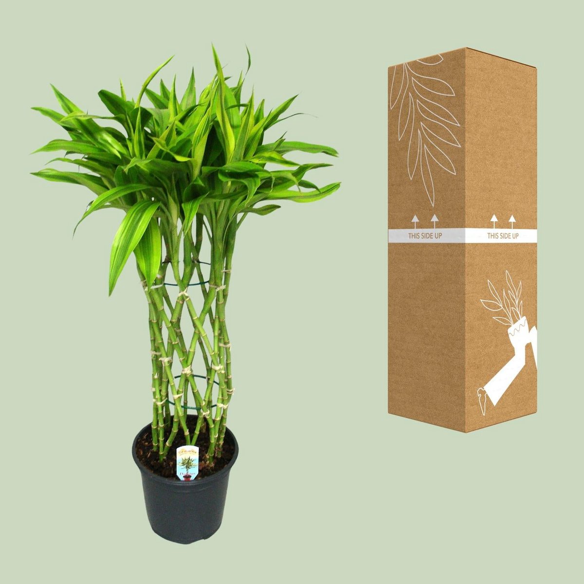 Dracaena Sandriana Gold | [P19-H70]