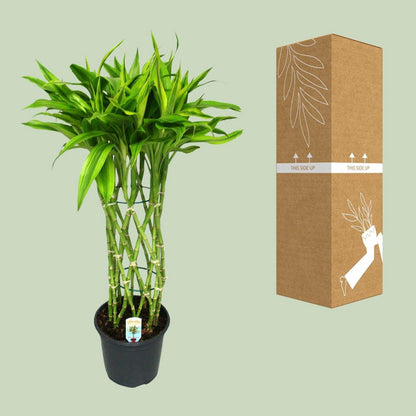 Dracaena Sandriana Gold | [P19-H70]