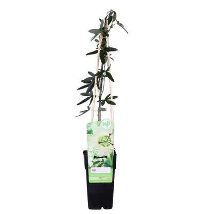 Passiflora Constance Elliot klimplant Ø15cm ↕65cm