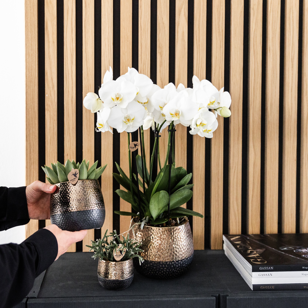 Twee Witte Phalaenopsis Orchideeën | Combi Deal Ø12cm Pot