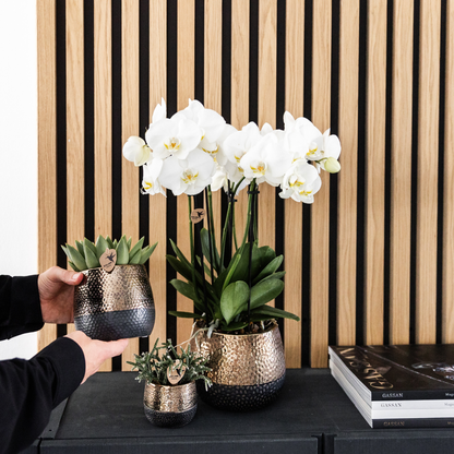 Twee Witte Phalaenopsis Orchideeën | Combi Deal Ø12cm Pot