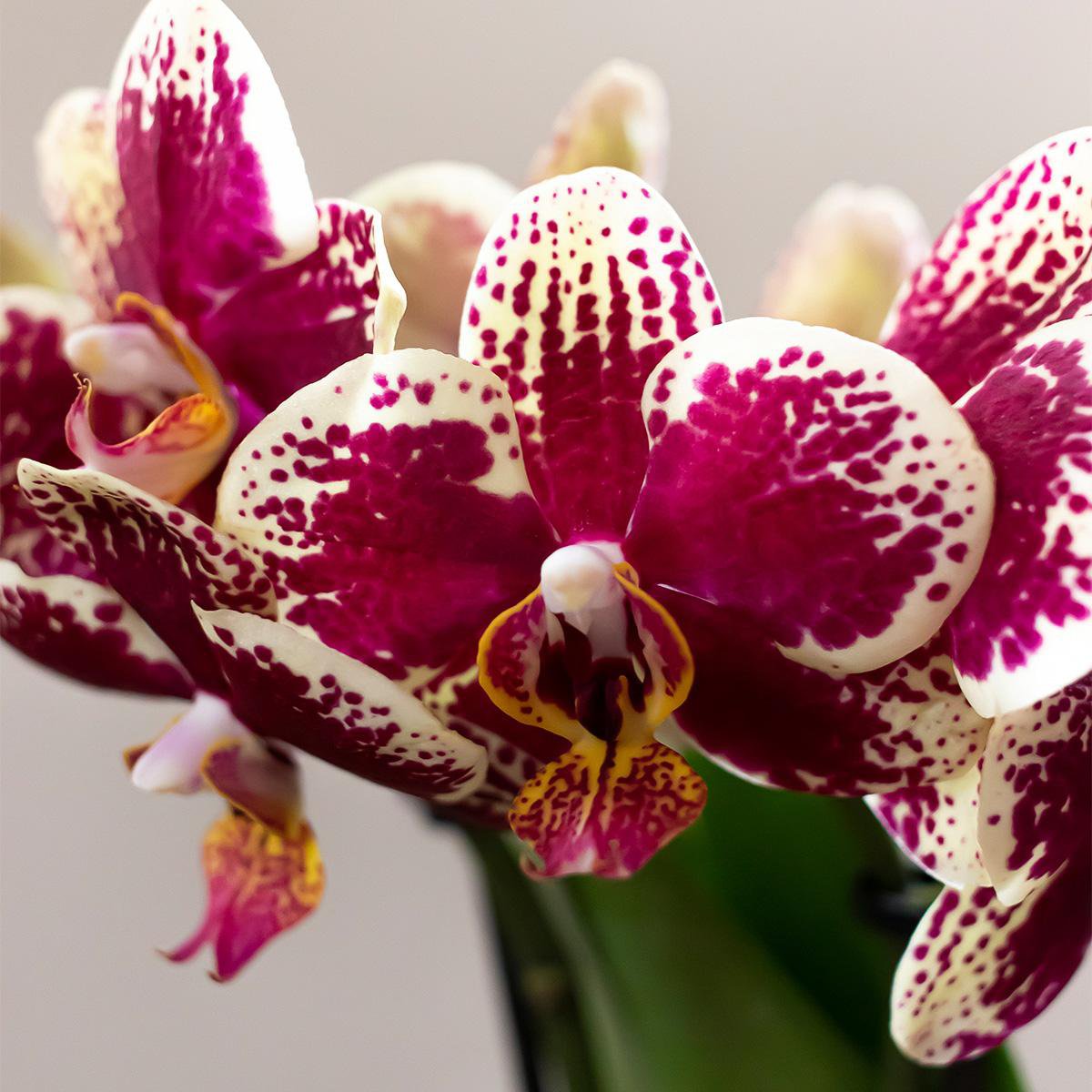 Plantenset Orchidee, Rhipsalis met Retro Terracotta Potten en Dienblad