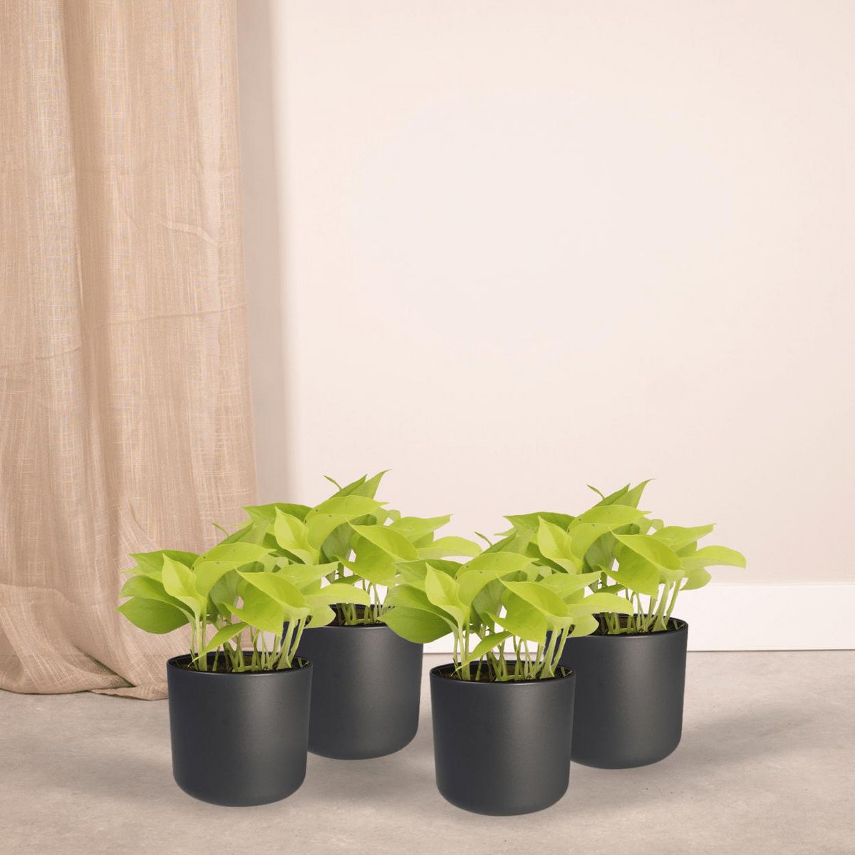 Kamerplant Epipremnum Golden Pothos 4 stuks ø12cm