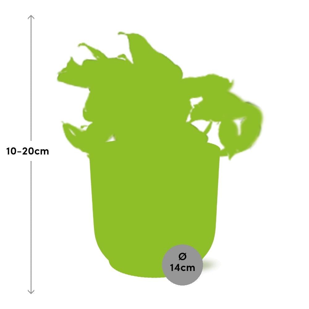 Epipremnum pinnatum Happy Leaf in Elho Vibes Fold 14cm Geel