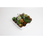 Succulenten mix 20 stuks Ø5,5cm ↕10cm