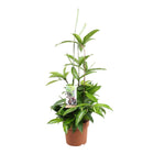 Kamerplant Dracaena Surculosa Ø17x55 cm