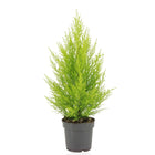Cupressus Marrocarpa Twind plant Ø14cm ↕55cm